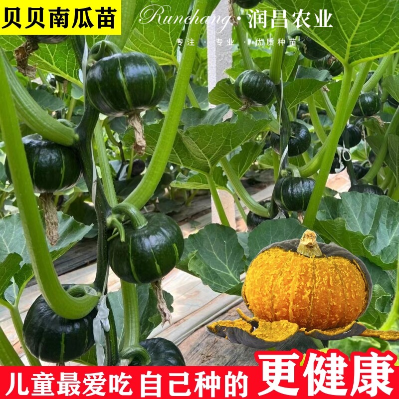 正宗绿贝贝南瓜种子苗四季红面瓜板栗味粉糯香甜栗小南瓜窝瓜秧苗