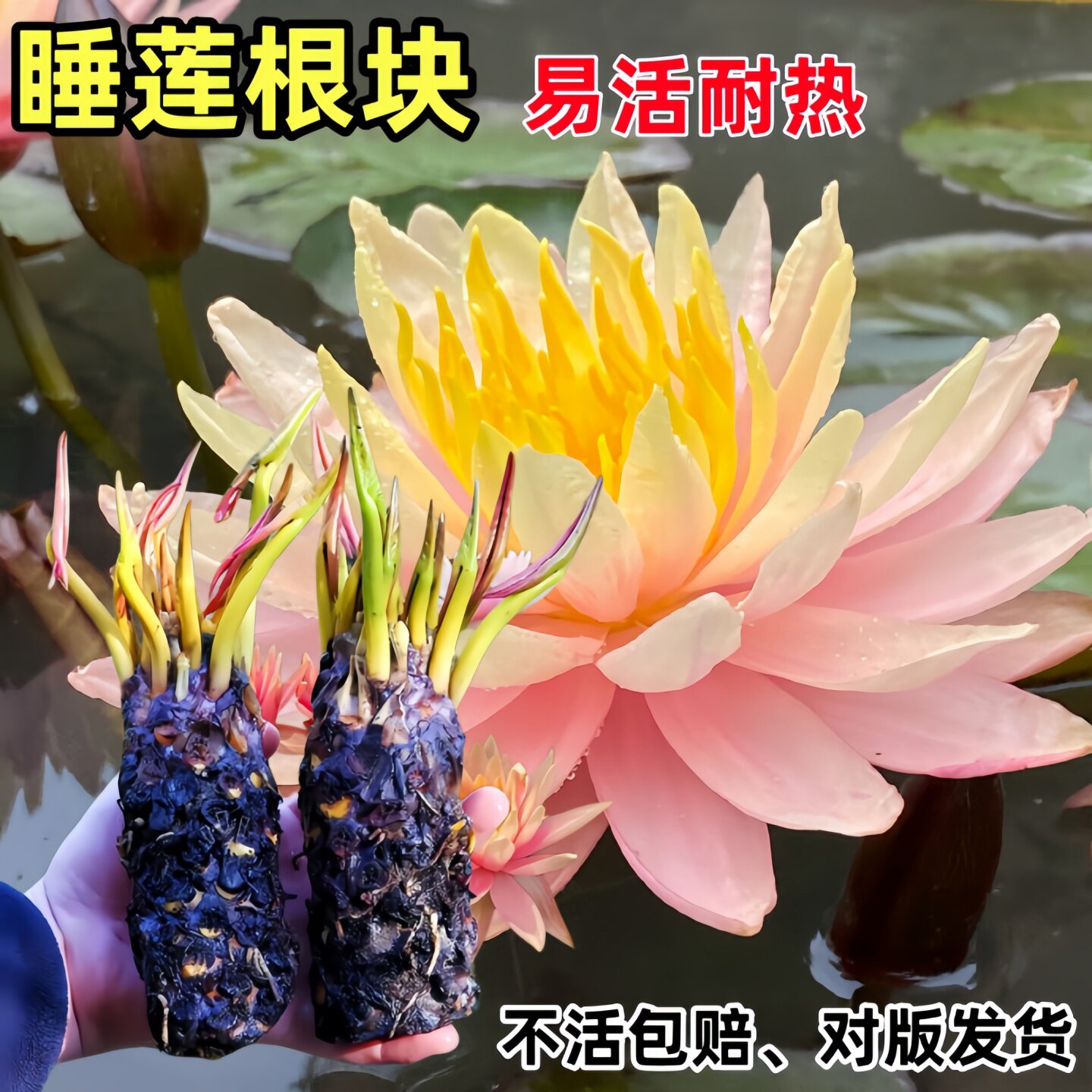 睡莲根块水培植物夏季开花盆栽