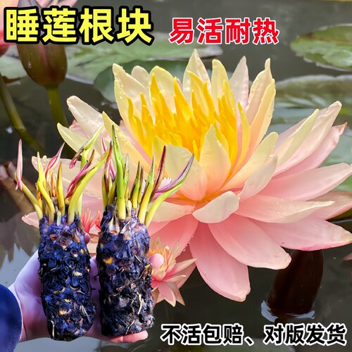 睡莲根块水培植物夏季开花盆栽
