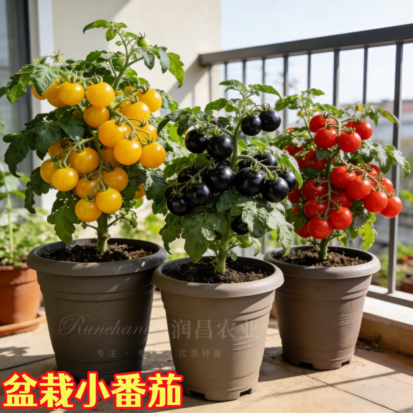 矮生番茄苗小西红柿圣女果苗送肥