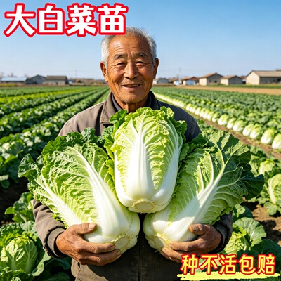 大白菜苗娃娃菜秋冬耐寒蔬菜早熟高产包心菜黄心包菜幼苗圆白菜秧