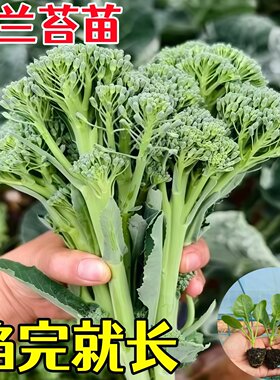 正品西兰苔苗秧苗秋冬季蔬菜苗