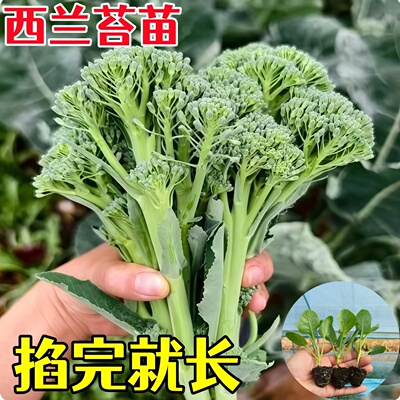 正品西兰苔苗秧苗秋冬季蔬菜苗