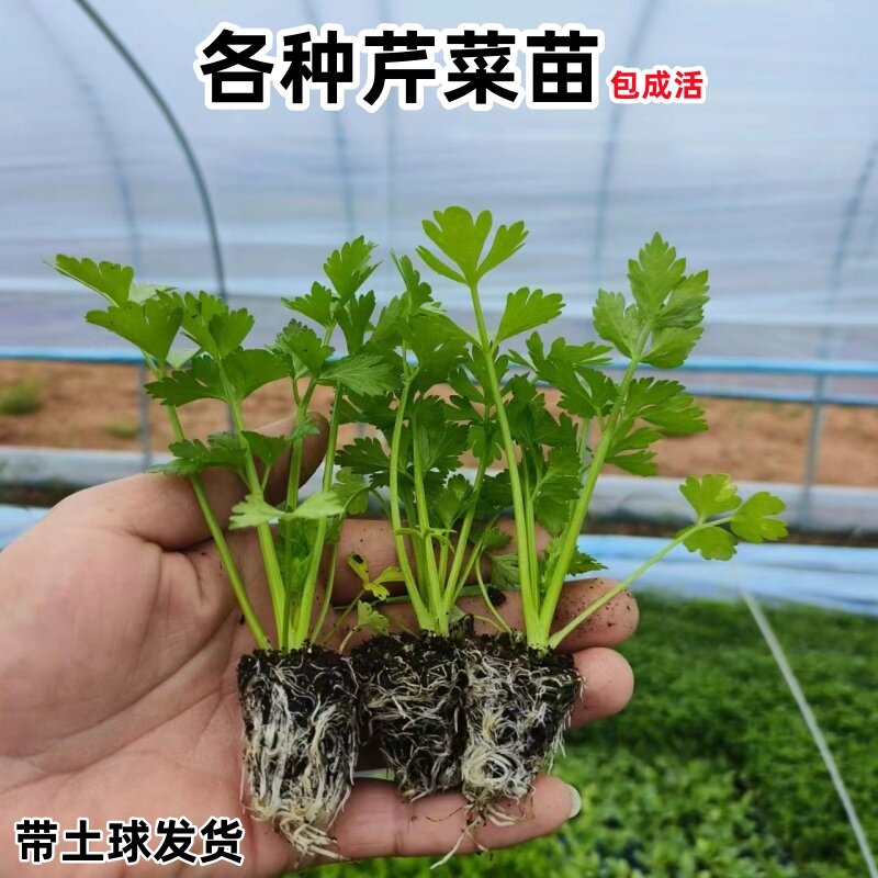 芹菜苗小香芹菜秧苗皇后西芹耐寒秋冬蔬菜苗花菜苗莴苣西蓝花幼苗