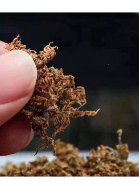 结天然糖棋楠勾丝奇楠沉香碎料煮水泡助眠家用茶熏香上黄95171炉