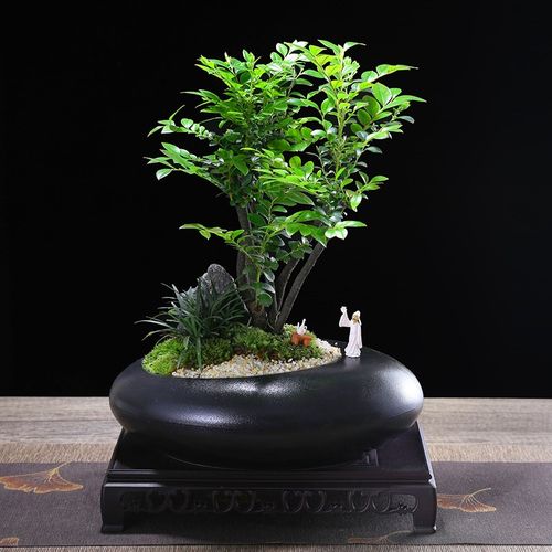 小叶紫檀老桩群生盆栽室内桌面好养微景观造型盆景