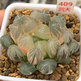 409号糊斑水晶实生玉露锦R6㎝口径盆根好
