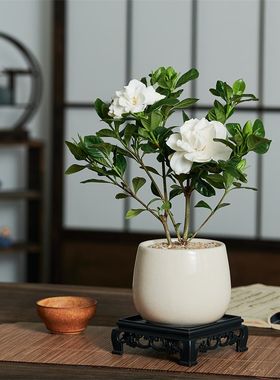 栀子花茉莉盆栽绿植物办公室内书桌面茶几阳台浓香四季好养开花卉