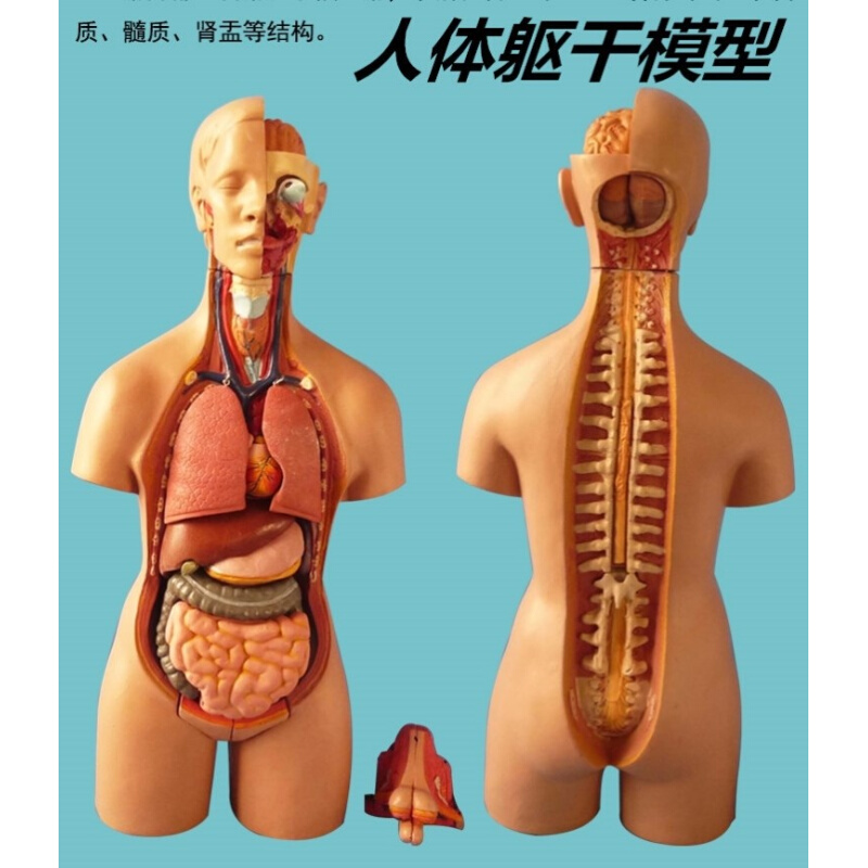 。初中生物心脏模型人体解剖模型儿童玩具人体器官模型结构躯干构