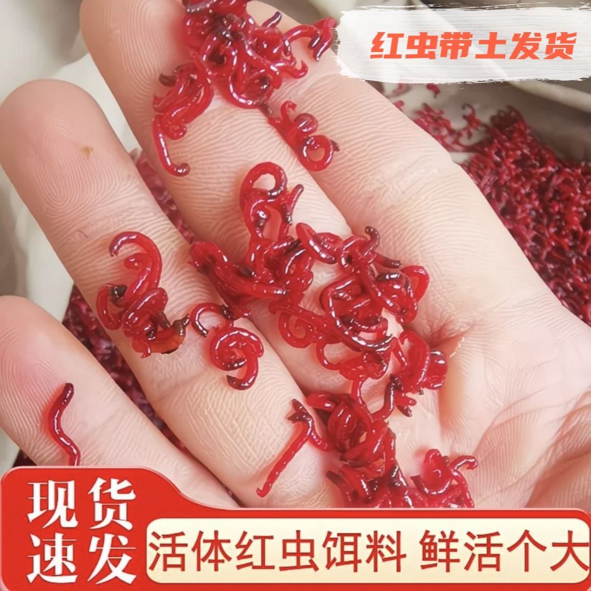 鲜活腥味红虫活饵特大号肉加挂钩饵料喂鱼黑坑野钓营养土发货