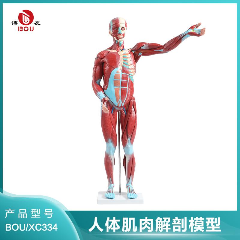 博友人体肌肉模型 27件人体全身肌肉附内脏模型,人体运动肌肉模型