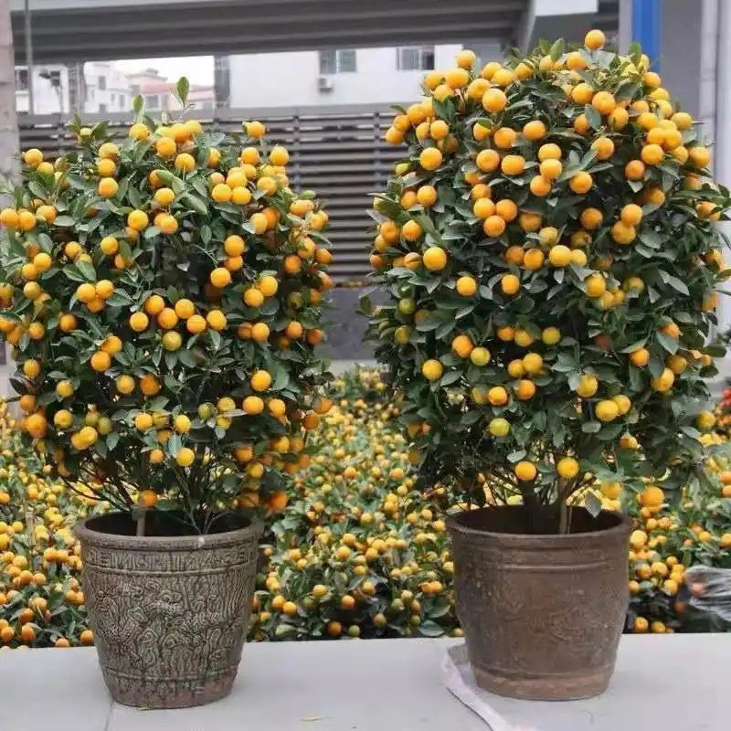 金桔树盆栽带果年桔可食用橘子果树室内客厅大型绿植四季好养盆景