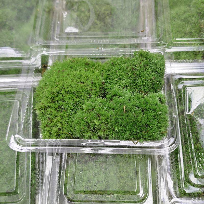 新疆包邮苔藓微景观白发