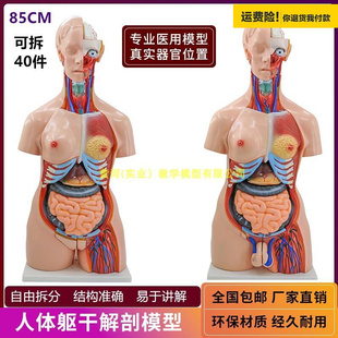高.级成人人体躯干附内脏可拆装 模型40件人体内脏解剖模型85CM