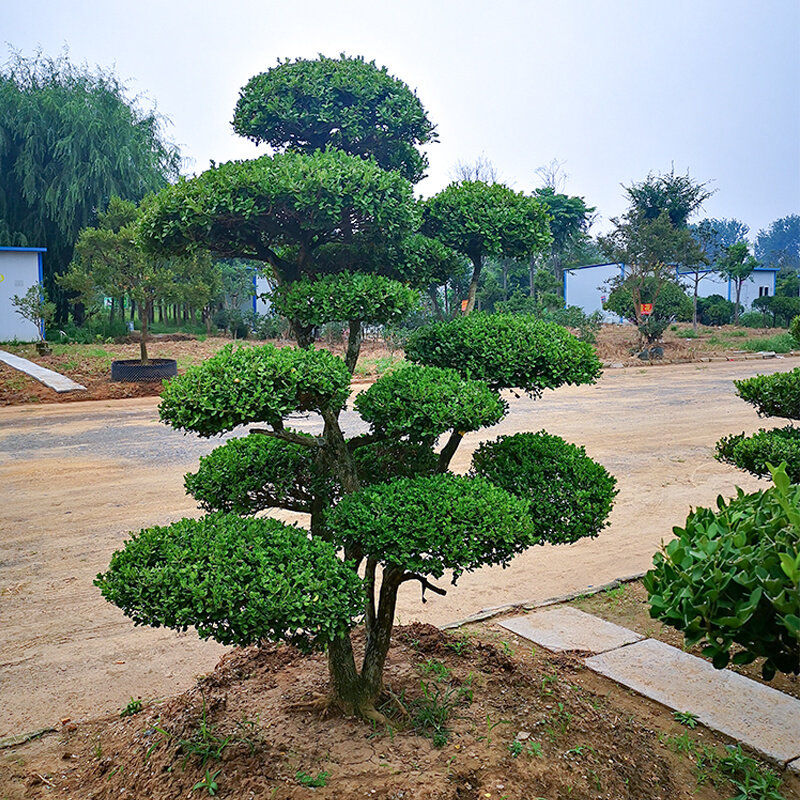 定制小叶黄杨树高档庭院别墅造型绿化耐寒老桩黄杨罗汉松造型树盆
