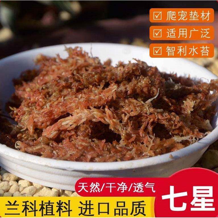 智利水苔蝴蝶兰专用毛毛虫水苔七星干苔藓兰花土植料乌龟冬眠垫材