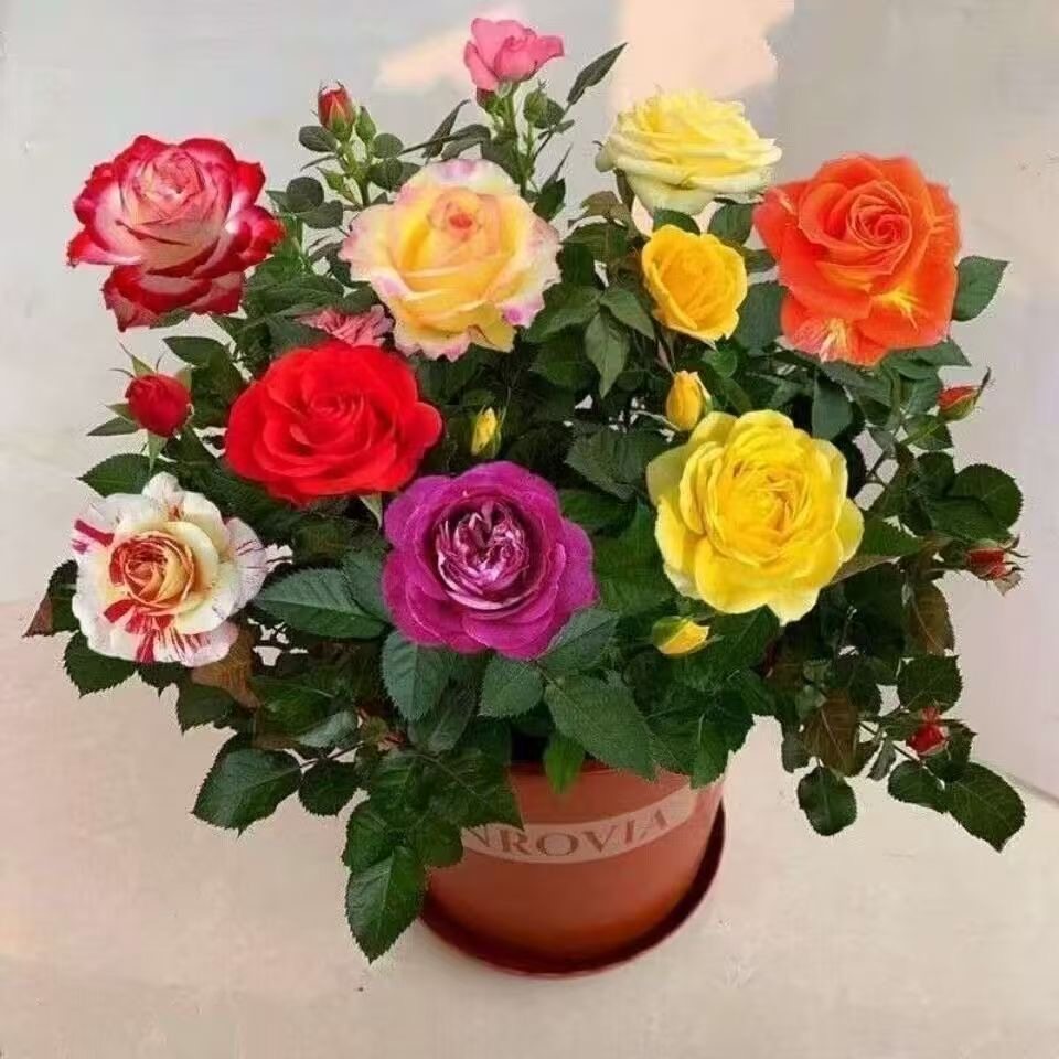 一盆多色玫瑰花苗四季花开室内阳月季/蔷薇/玫瑰
