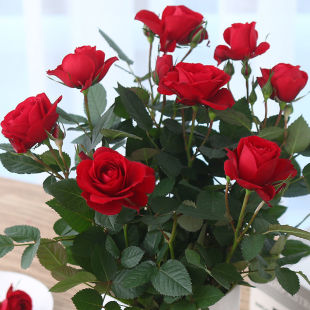 云南大花玫瑰花苗四季 浓香净化空气 花开室内阳台盆栽庭院大花月季