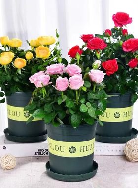 玫瑰花树苗老桩月季花苗特大花盆栽四季花开红蔷薇多色果汁阳台