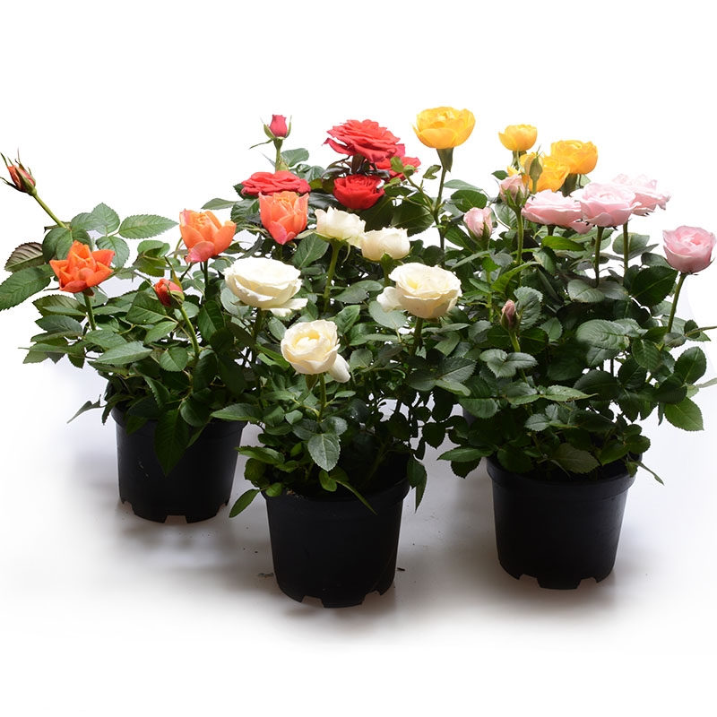 带花苞玫瑰花苗老桩四季开花卉绿植物盆栽月季蔷薇根室内阳台浓香