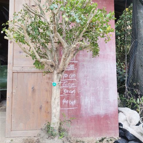 九里香盆景提根就里香老桩风景树室内绿植多花植物花浓香型植物