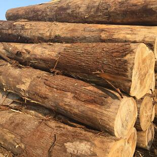 柳杉原木大口径原木棺木寿材杉木杆工地河道打桩杉木桩实木板