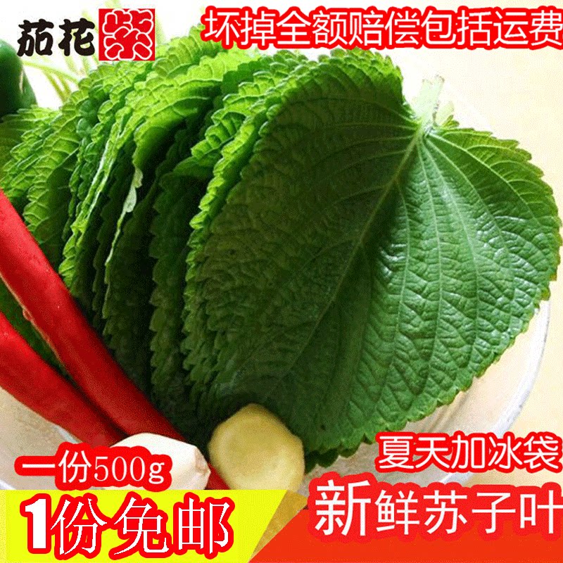 新鲜蔬菜苏子叶东北特产紫苏叶蘸酱菜烤肉煎肉韩式料理顺丰包邮