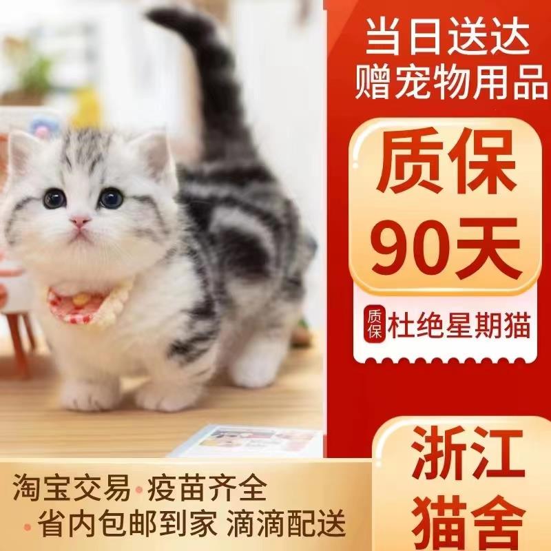 纯种美短猫活体虎斑猫矮脚猫折耳小猫活物宠物猫咪美短加白起司猫