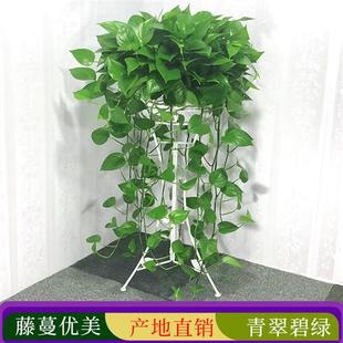长藤绿萝盆栽室内植物净化空气大盆绿箩垂吊大型花卉客厅绿植好养