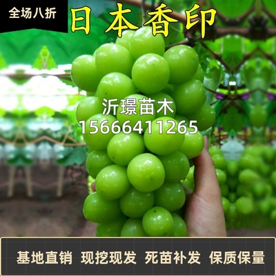 日本香印晴王嫁接葡萄苗 阳光玫瑰无核葡萄树苗 青提无籽葡萄苗