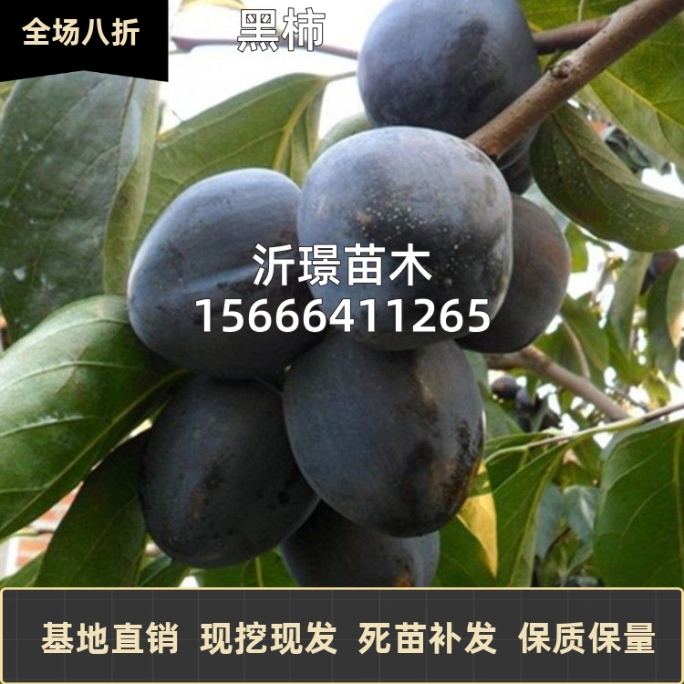 黑柿子树苗盆栽地栽嫁接特大黑柿树苗南方北方种植当年结果柿子苗