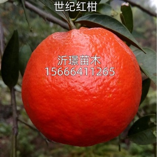 世纪红橘树苗庭院地栽柑橘耐寒桔子果苗盆栽嫁接大橘子树当年结果
