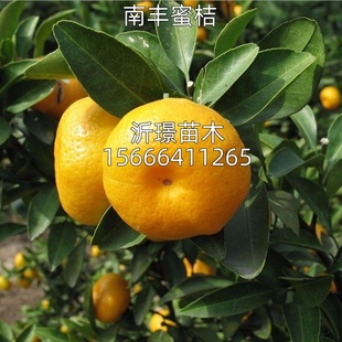 正宗江西南丰蜜桔苗嫁接南丰蜜橘树苗贡桔早熟桔子无核果树苗南方