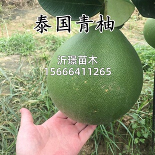 泰国青柚苗金柚果树苗青皮红心柚子树苗蜜柚泰国柚子苗南北方种植
