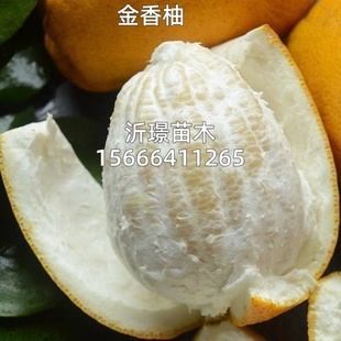 金香柚苗树南北方庭院金香柚特大果树苗盆栽嫁接柚子苗当年结果苗