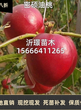 早熟桃树苗特大油桃苗黄肉油桃正宗嫁接蜜硕油桃树苗当年结果包活