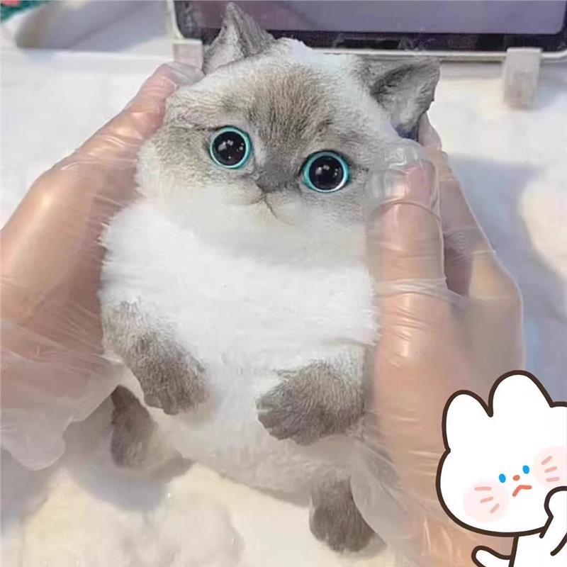 【仿真捏捏解压萌宠猫咪diy】