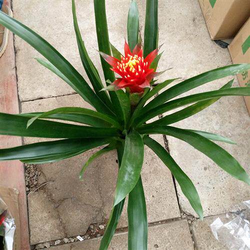 室内盆栽绿植花卉 白雪公主凤梨花火炬头年宵花卉植物卡丽