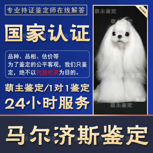 马尔济斯鉴定狗鉴定犬品相估价鉴定狗狗品相狗估价鉴定狗品种鉴别