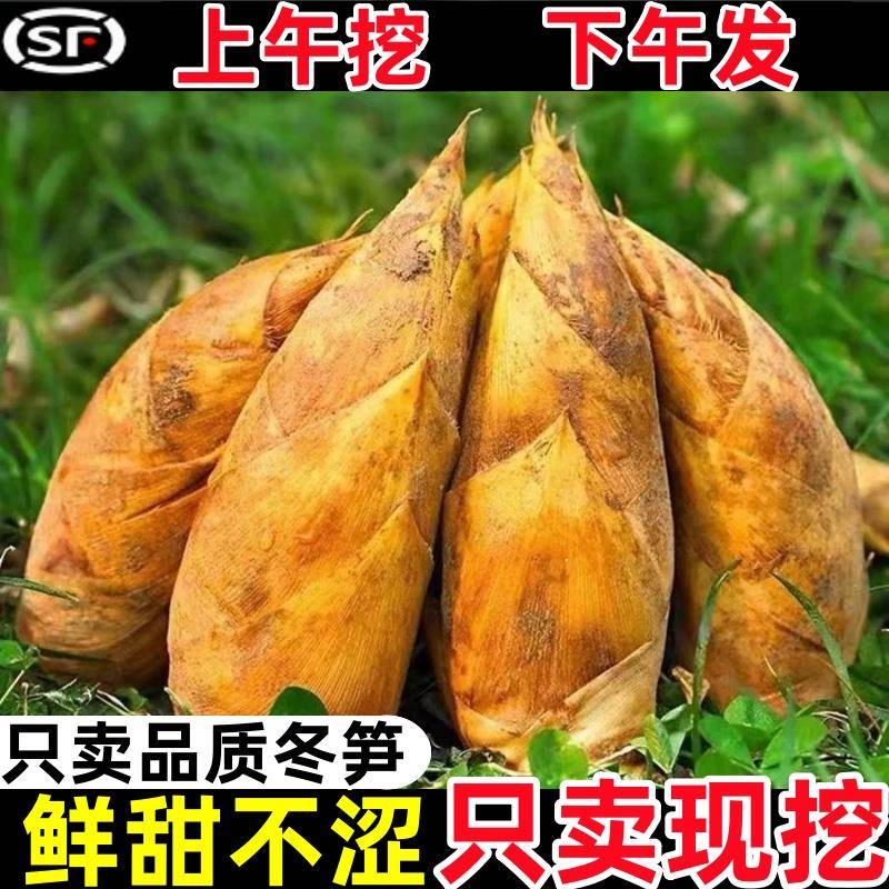 【高山野生】浙江冬笋新鲜毛竹笋鲜笋贵州竹笋腌笃鲜2024当季现挖