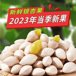 2023年新鲜生银杏果白果大果无漂白无硫熏小果煲汤炒菜熬粥菜品