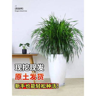 龙须树大型绿植多头龙血树龙铁树发财树室内客厅盆栽花卉植物盆景