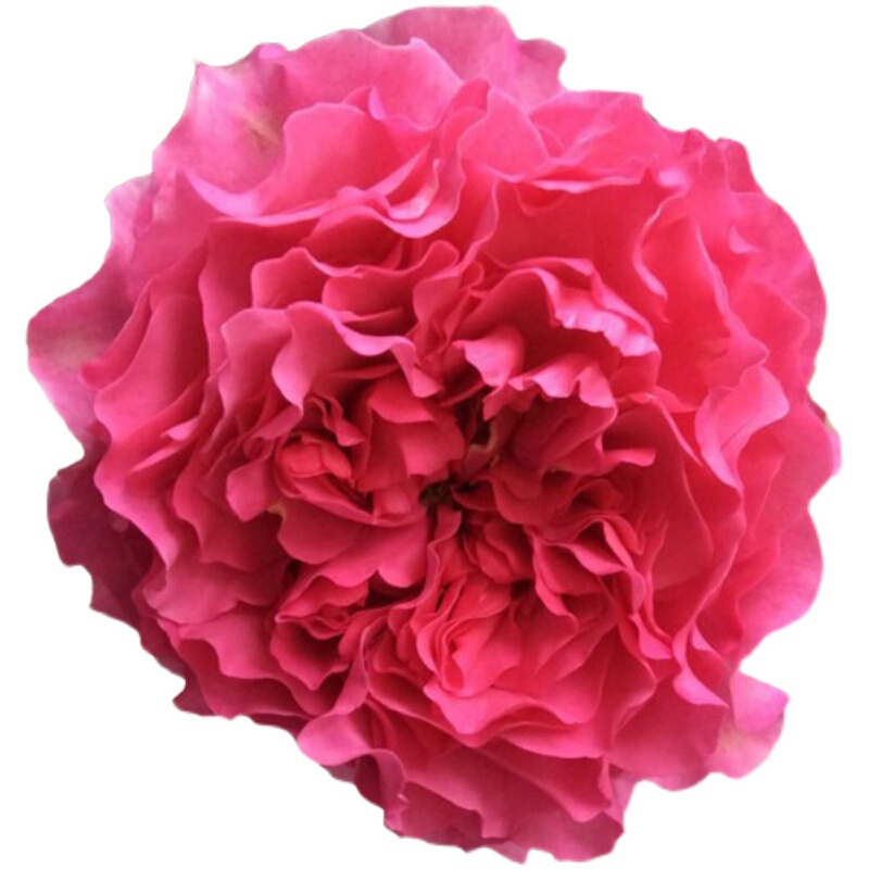 灌木月季伊芙月读大花多季阳台庭院盆栽玫瑰绿植花卉营养钵扦插苗