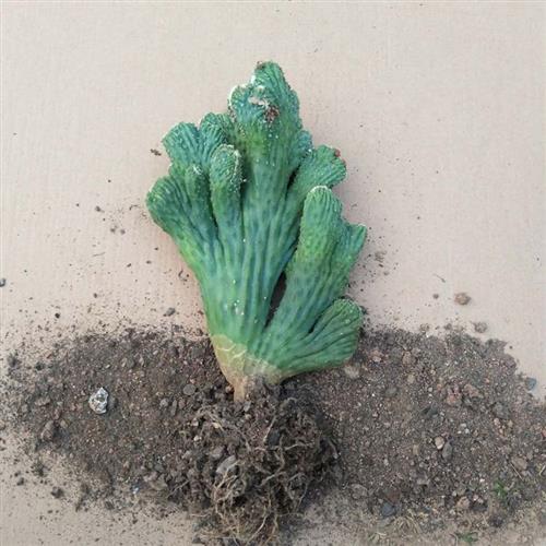 多肉仙人掌五指山盆栽桌面绿植阳台客厅庭院摆放种植吸甲醇包邮