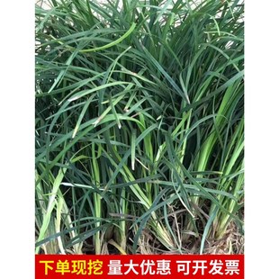 长麦冬草一袋装 常绿耐寒庭院绿化沿边植物 可以铺8 1x0平方四季