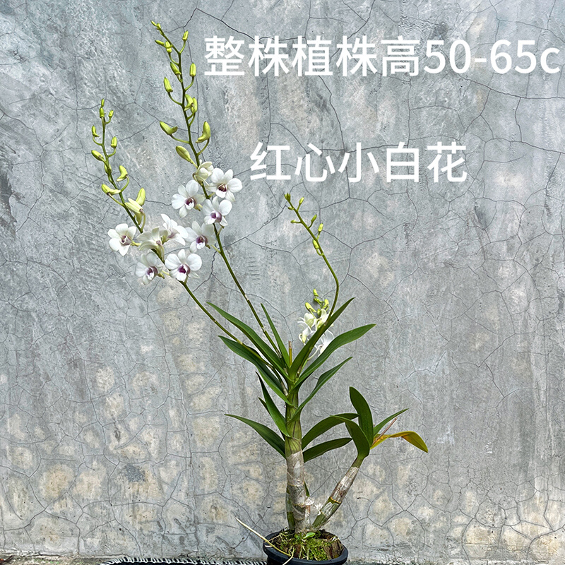 【红心小白花】泰国秋石斛兰花进口品种带花苞室内绿植洋兰花卉