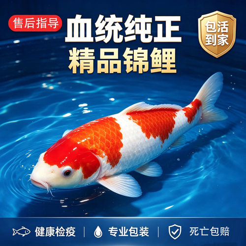 锦鲤活鱼观赏鱼丹顶红白大正