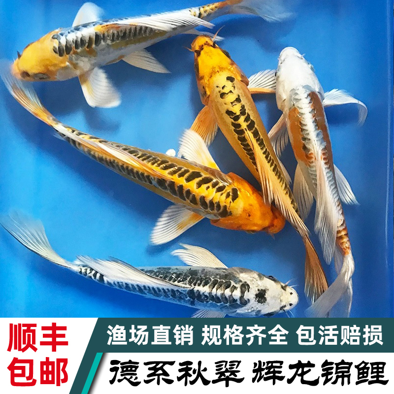 德系秋翠辉龙锦鲤活鱼无鳞少鳞观赏鱼渔场直发好养耐活精选冷水鱼