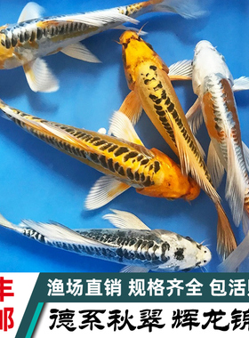 德系秋翠辉龙锦鲤活鱼无鳞少鳞观赏鱼渔场直发好养耐活精选冷水鱼