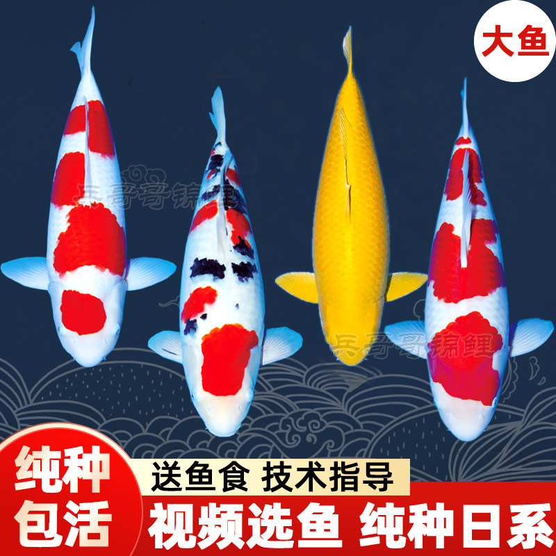 正宗锦鲤活鱼观赏鱼红白大正三色黄金黑金冷水鱼精品纯种好养耐活